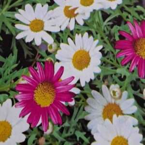 Mitteldecke mit Blumen (Wachstuch) – Bild 11